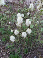 Fothergilla major