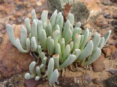 Brianhuntleya intrusa