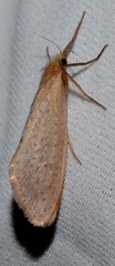 Fraus pteromela