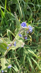 Pentaglottis sempervirens