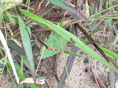 Insecta