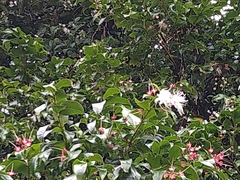 Syzygium tripinnatum