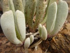 Brianhuntleya intrusa