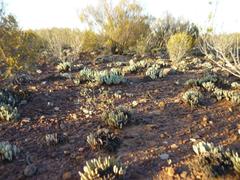 Brianhuntleya intrusa