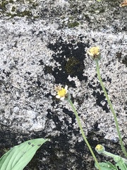 Asteraceae