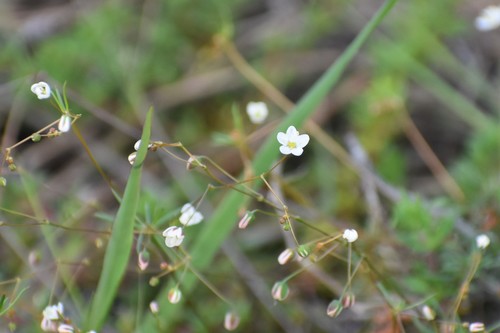 Image of Pharnaceum fluviale by (c) Justin Ponder, some rights reserved (CC BY)