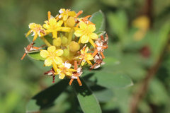 Lasiosiphon macropetalus