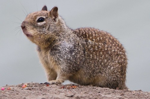California Ground Squirrel, photo 4 of 7