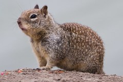 California Ground Squirrel photo 4