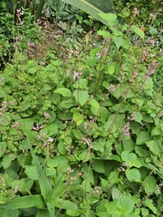Ocimum labiatum
