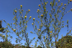 Lasiosiphon macropetalus