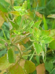 Hemiptera