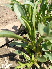 Symphyotrichum × versicolor