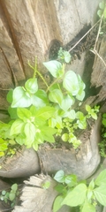 Magnoliopsida