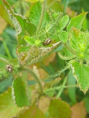 Hemiptera