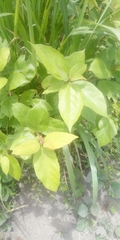 Magnoliopsida