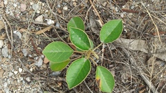 Croton elegans