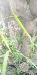 Angiospermae