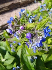 Pentaglottis sempervirens