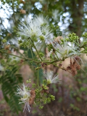 Albizia odoratissima