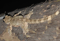 Gekko lionotum