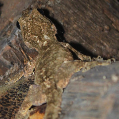 Gekko lionotum