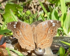 Junonia natalica