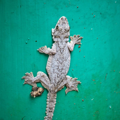 Gekko lionotum