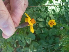 Tagetes