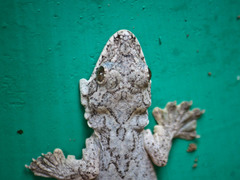Gekko lionotum