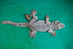 Gekko lionotum