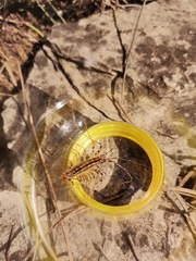 Scutigera coleoptrata