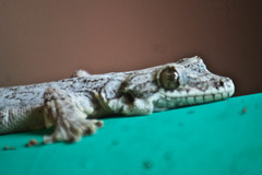 Gekko lionotum