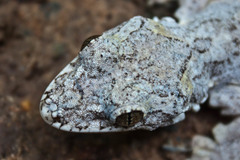 Gekko lionotum