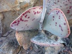 Adromischus maculatus