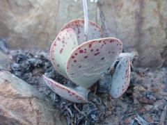 Adromischus maculatus