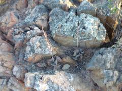 Adromischus maculatus