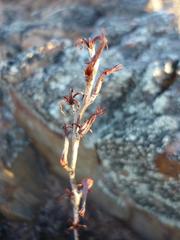 Adromischus maculatus