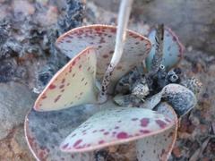 Adromischus maculatus