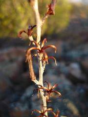 Adromischus maculatus