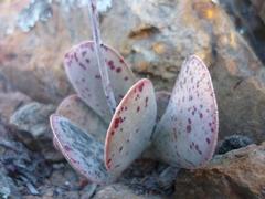 Adromischus maculatus