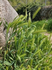 Hordeum murinum
