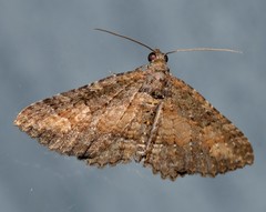 Eucymatoge scotodes