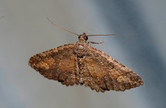Eucymatoge scotodes