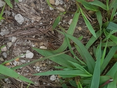 Arthropoda