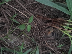 Arthropoda
