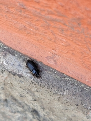 Carabidae