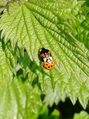Harmonia axyridis