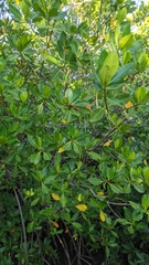 Rhizophora mangle image