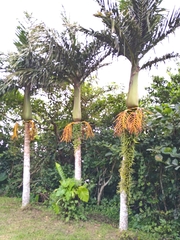 Pinanga tashiroi